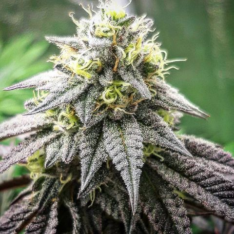 Unicorn Rainbows growlog timeline photo