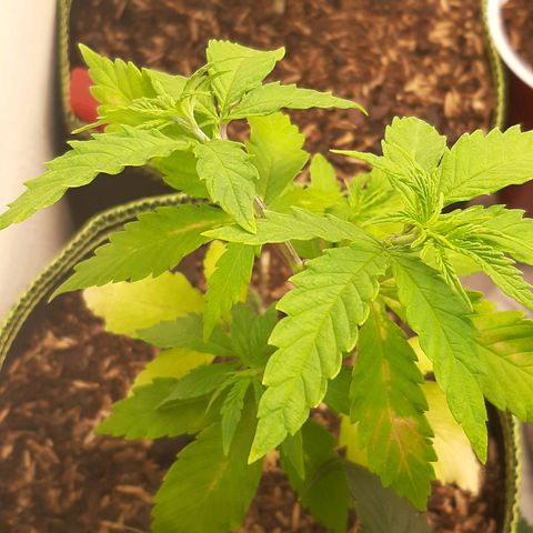 Double Burnout growlog timeline photo