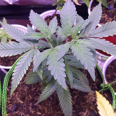 Cemented Banana Trufflez growlog timeline photo