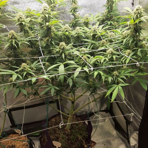 Ice growlog timeline photo