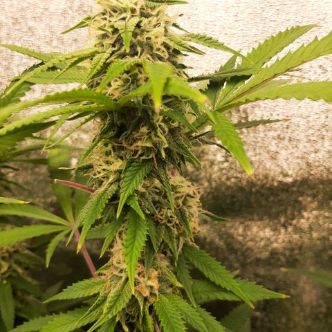 Ice growlog timeline photo