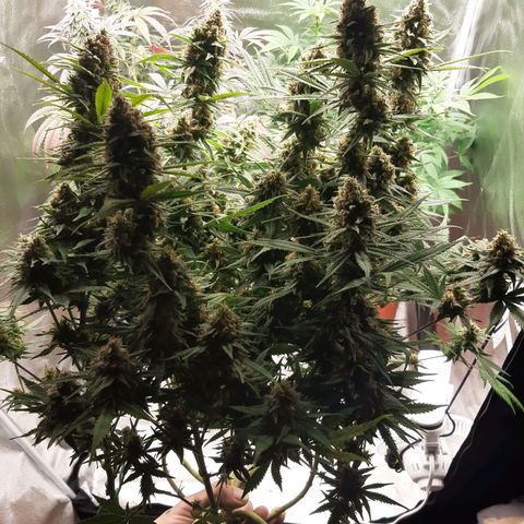 Aurora Indica growlog timeline photo