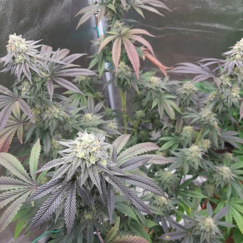 Unicorn Rainbows growlog timeline photo