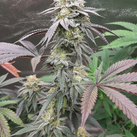 Unicorn Rainbows growlog timeline photo
