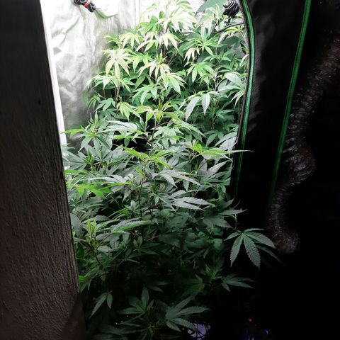 Pugs Breath growlog timeline photo