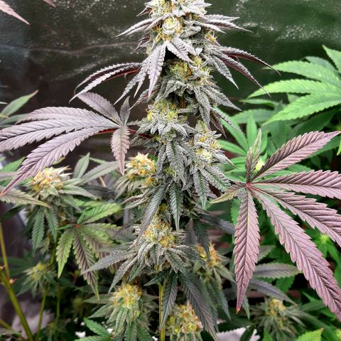 Unicorn Rainbows growlog timeline photo
