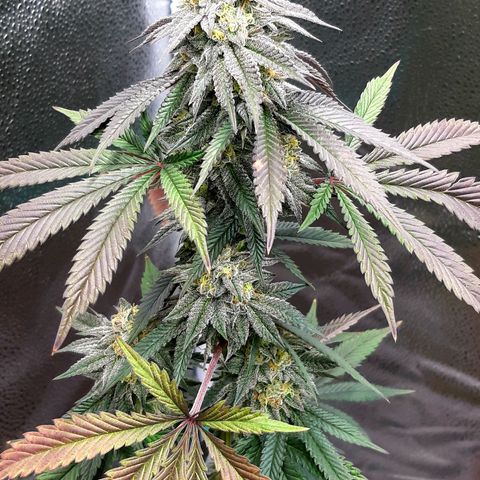 Unicorn Rainbows growlog timeline photo