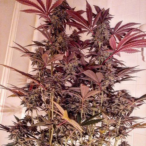 Unicorn Rainbows growlog timeline photo