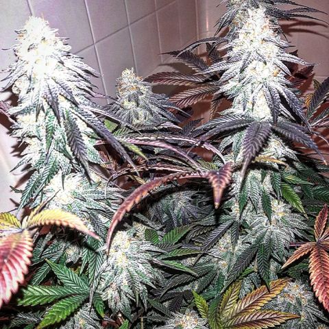 Unicorn Rainbows growlog timeline photo