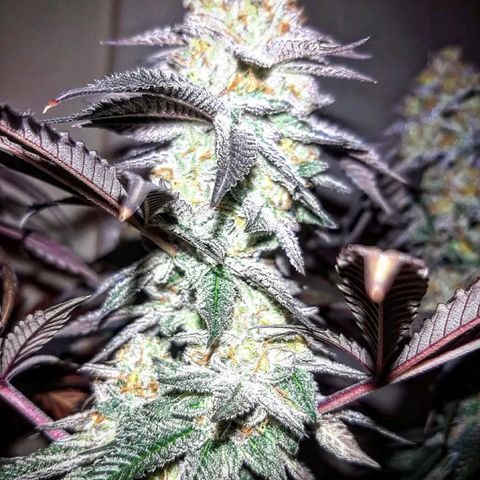 Unicorn Rainbows growlog timeline photo