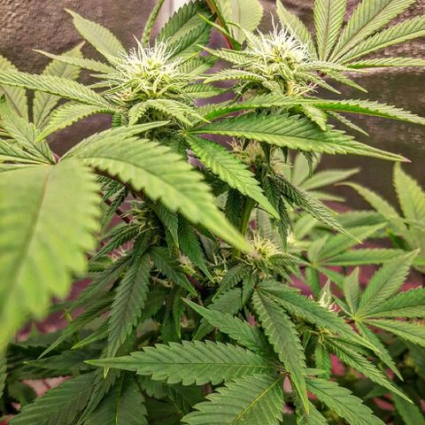 Killer Bees growlog timeline photo