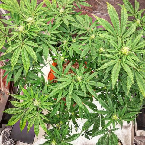 Killer Bees growlog timeline photo