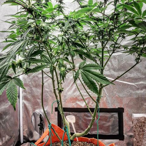 Killer Bees growlog timeline photo