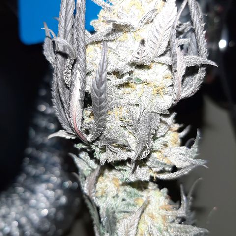 Unicorn Rainbows growlog timeline photo