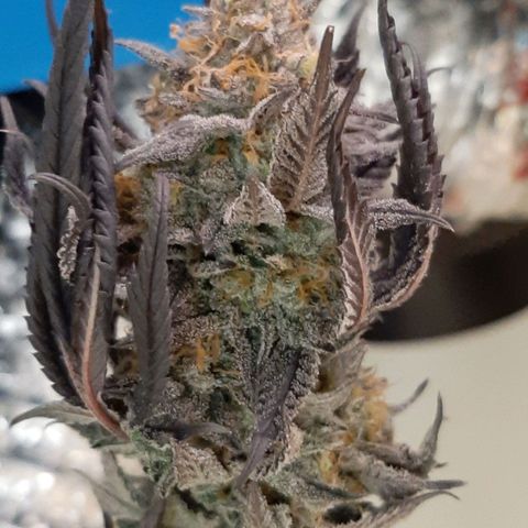 Unicorn Rainbows growlog timeline photo