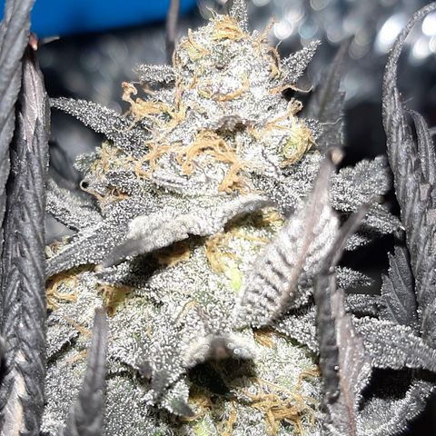 Unicorn Rainbows growlog timeline photo