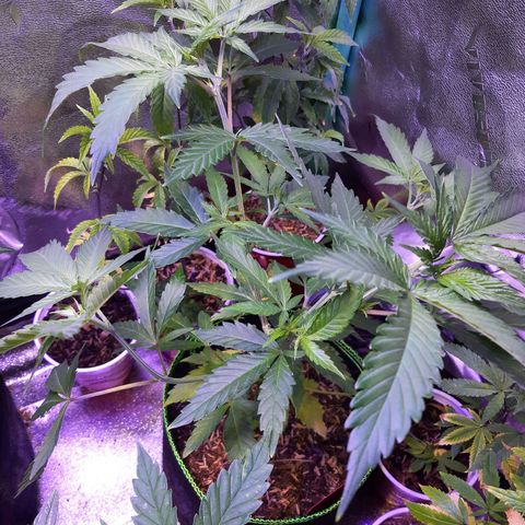 Double Burnout growlog timeline photo