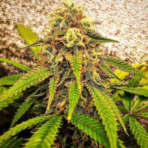 Ice growlog timeline photo