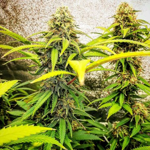 Ice growlog timeline photo