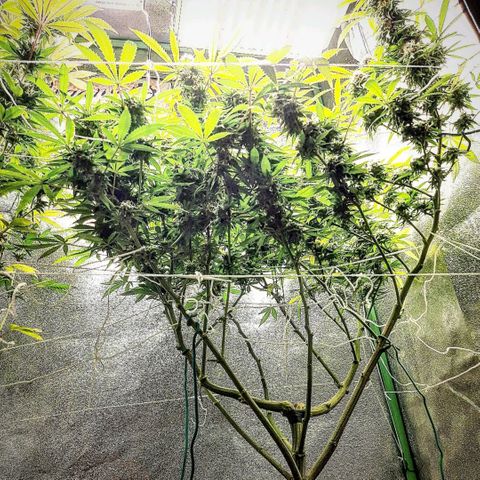 Ice growlog timeline photo