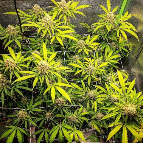 Ice growlog timeline photo