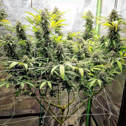Ice growlog timeline photo