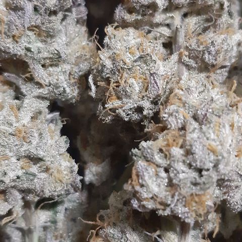 Unicorn Rainbows growlog timeline photo