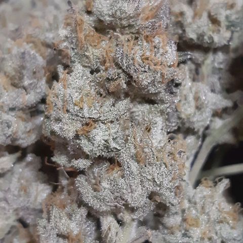 Unicorn Rainbows growlog timeline photo