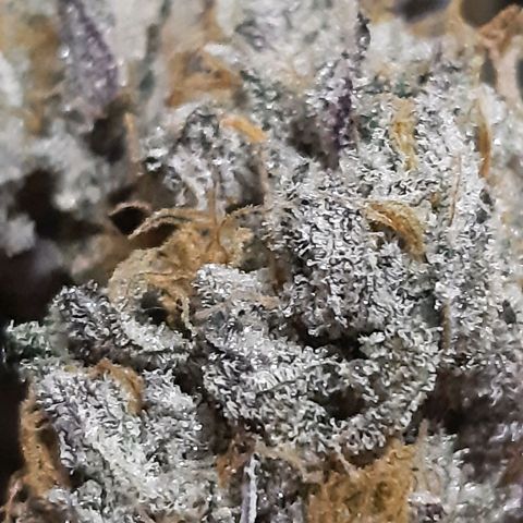 Unicorn Rainbows growlog timeline photo