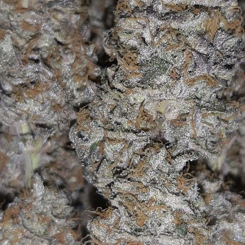 Unicorn Rainbows growlog timeline photo