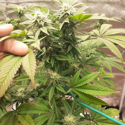 Killer Bees growlog timeline photo