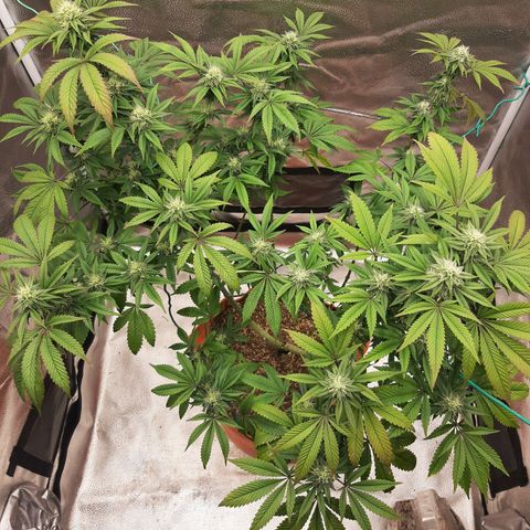 Killer Bees growlog timeline photo