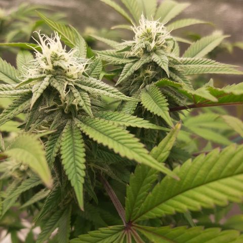 Killer Bees growlog timeline photo