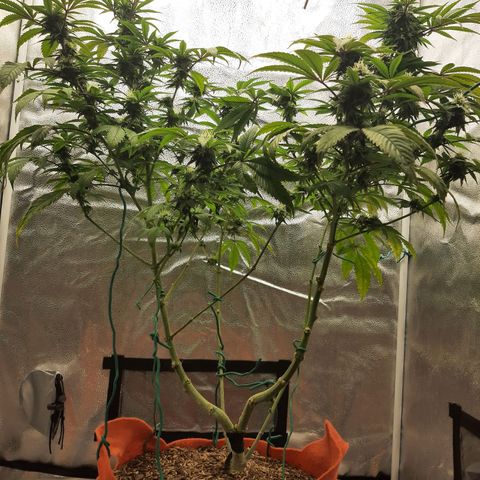 Killer Bees growlog timeline photo