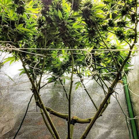 Ice growlog timeline photo