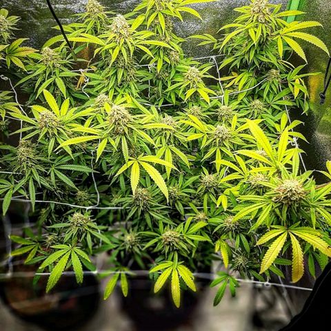 Ice growlog timeline photo