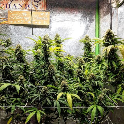 Ice growlog timeline photo