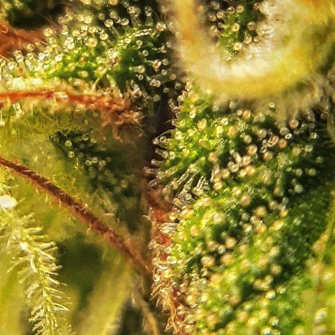 Ice growlog timeline photo