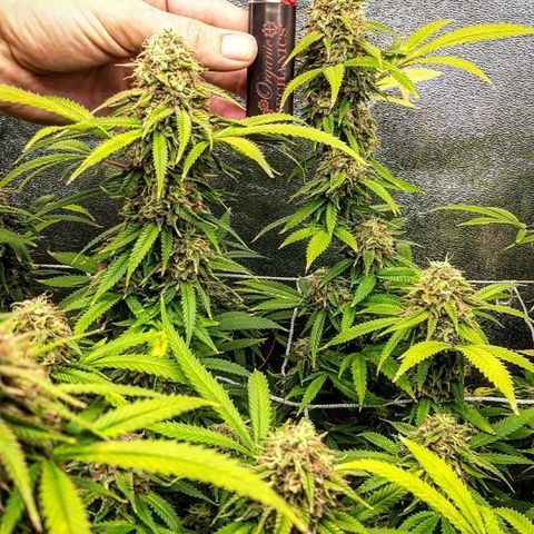 Ice growlog timeline photo