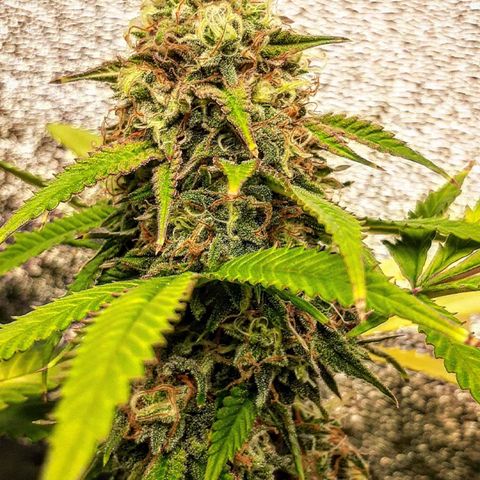 Ice growlog timeline photo