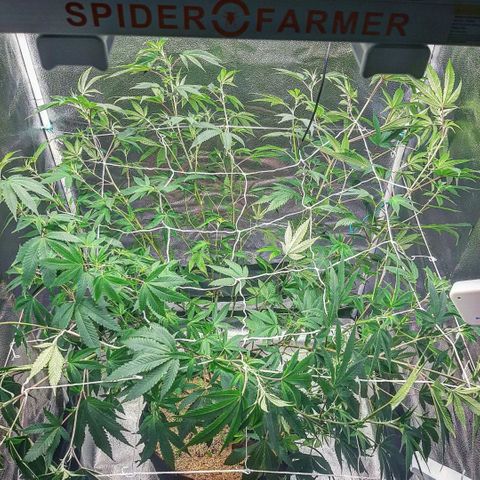 Gg#4 growlog timeline photo