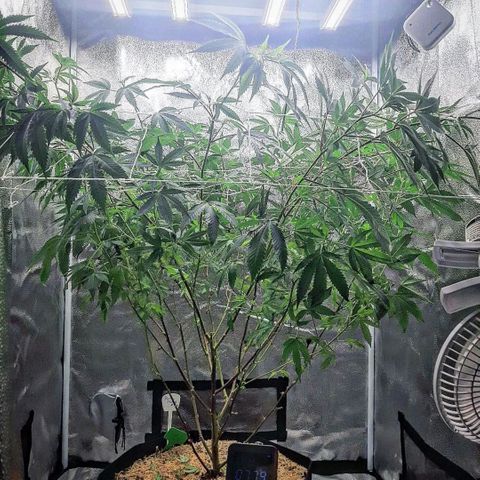 Gg#4 growlog timeline photo