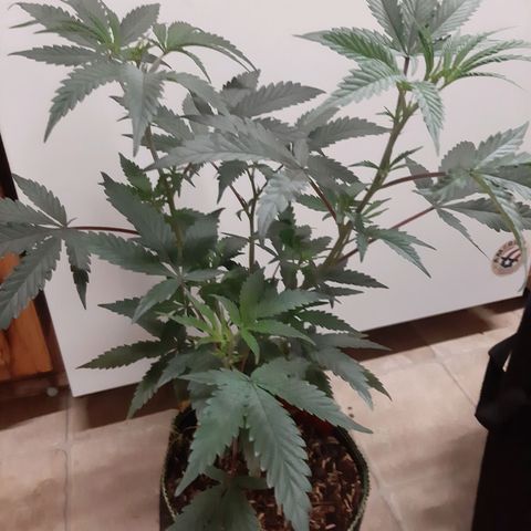 Cemented Banana Trufflez growlog timeline photo
