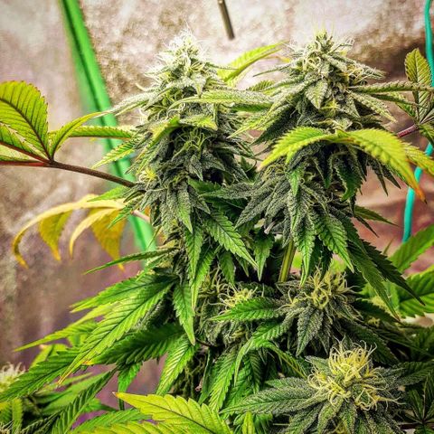 Killer Bees growlog timeline photo