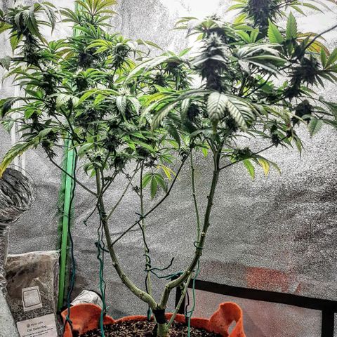 Killer Bees growlog timeline photo