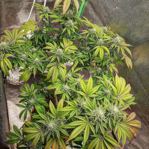 Killer Bees growlog timeline photo