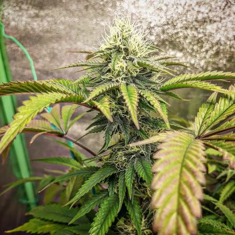 Killer Bees growlog timeline photo