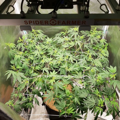 Gg#4 growlog timeline photo