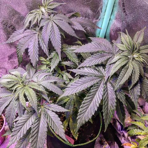 Double Burnout growlog timeline photo