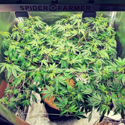 Gg#4 growlog timeline photo